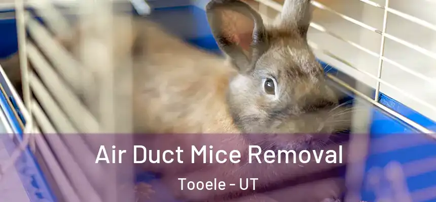 Air Duct Mice Removal Tooele - UT